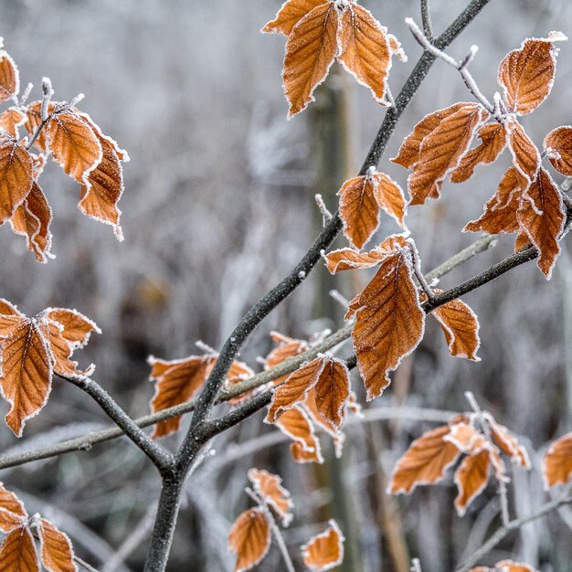 Coup de mise au point sélective de branches avec des feuilles d'automne couvertes de givre