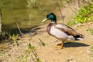 Photo gratuite coup de mise au point sélective d'un canard anas platyrhynchos adulte se détendre au bord de la rivière