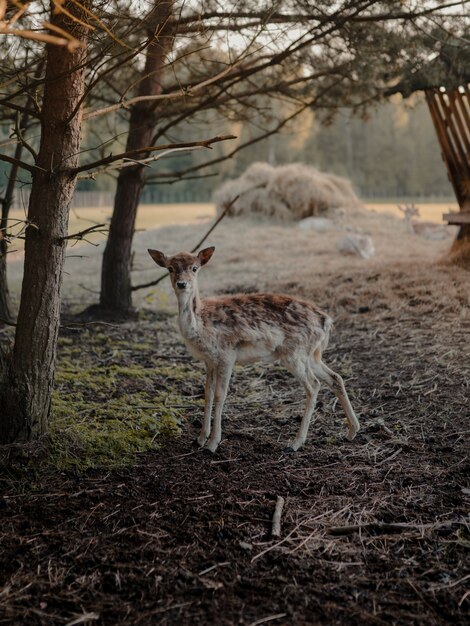 Coup de mise au point sélective d'un cerf de Virginie dans une terre agricole