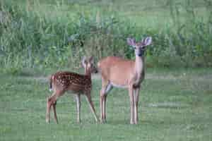 Photo gratuite coup de mise au point sélective de cerfs se nourrissant dans un pré