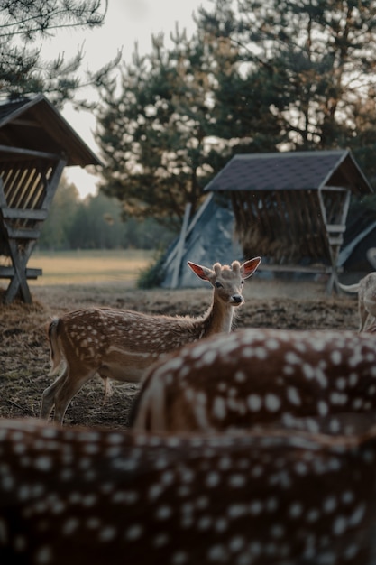 Photo gratuite coup de mise au point sélective de cerfs de virginie dans une terre agricole