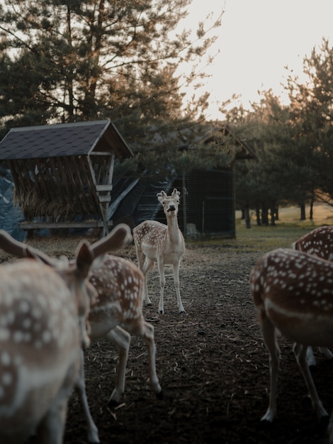 Coup de mise au point sélective de cerfs de Virginie dans une terre agricole