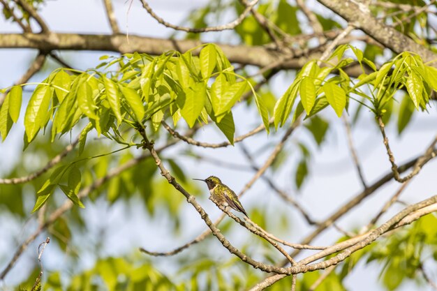 Coup de mise au point sélective d'un colibri perché sur une branche d'arbre