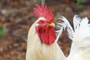 Photo gratuite coup de mise au point sélective d'un coq blanc