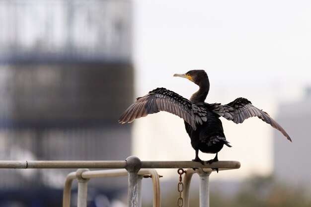 Coup de mise au point sélective d'un cormoran à aigrettes perche sur une balustrade métallique dans le parc