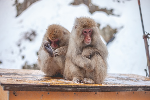 Coup de mise au point sélective de deux macaques assis sur une planche de bois