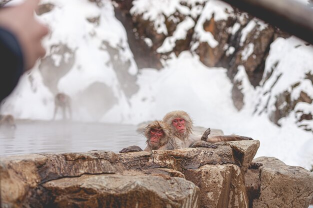 Coup de mise au point sélective de deux macaques humides au loin près de l'eau