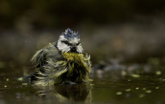 Coup de mise au point sélective d'un drôle d'oiseau mésange bleue