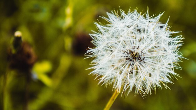 Coup de mise au point sélective du beau pissenlit capturé dans un jardin par un beau jour