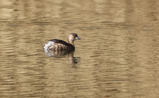 Coup de mise au point sélective du petit grèbe flottant sur l'eau