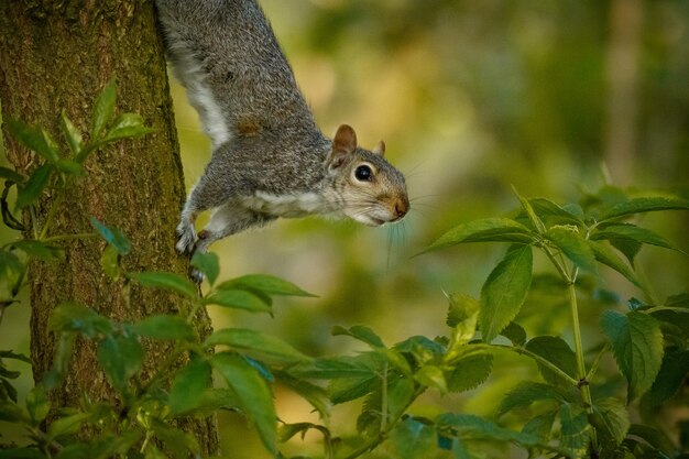Coup de mise au point sélective d'un écureuil mignon sur un tronc d'arbre au milieu d'une forêt