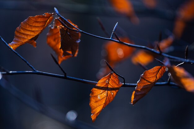 Coup de mise au point sélective de feuilles brunes sur une branche d'arbre dans le parc Maksimir à Zagreb, Croatie