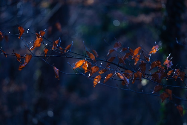 Coup de mise au point sélective de feuilles brunes sur une branche d'arbre dans le parc Maksimir à Zagreb, Croatie