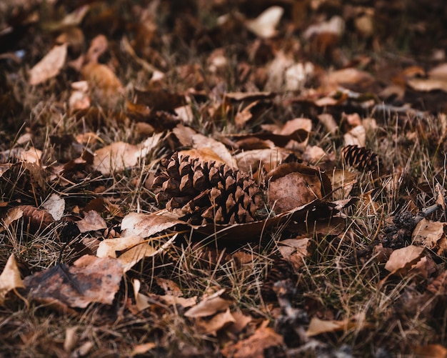 Coup de mise au point sélective de feuilles brunes et de cônes sur le terrain