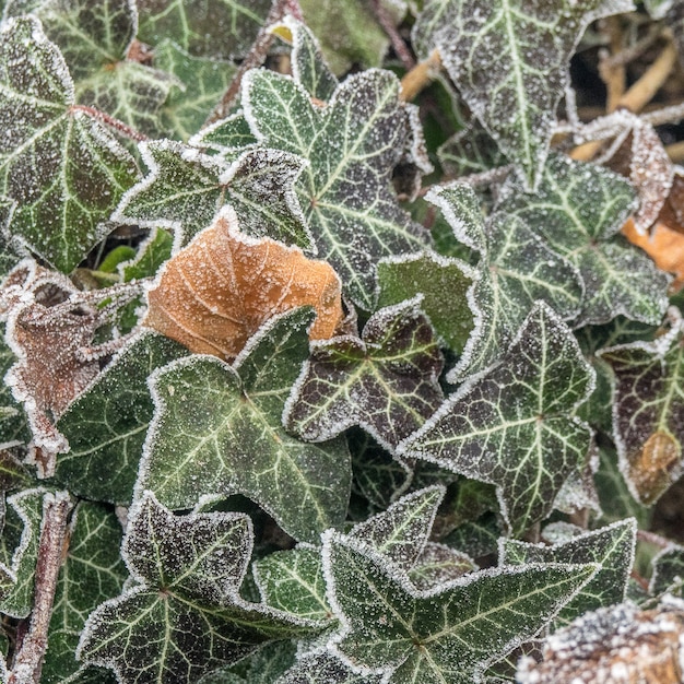 Coup de mise au point sélective de feuilles vertes couvertes de givre