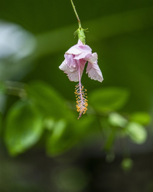 Photo gratuite coup de mise au point sélective de fleur de gumamela rose