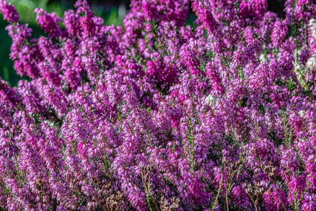 Coup de mise au point sélective de fleurs de bruyère pourpre sur le terrain pendant la journée