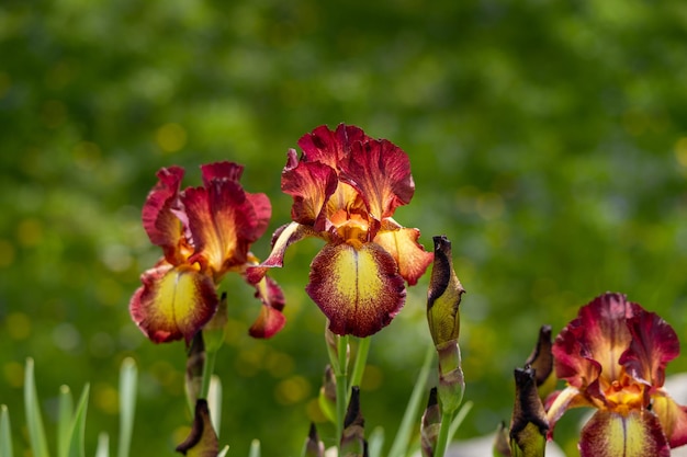 Coup de mise au point sélective de fleurs d'iris