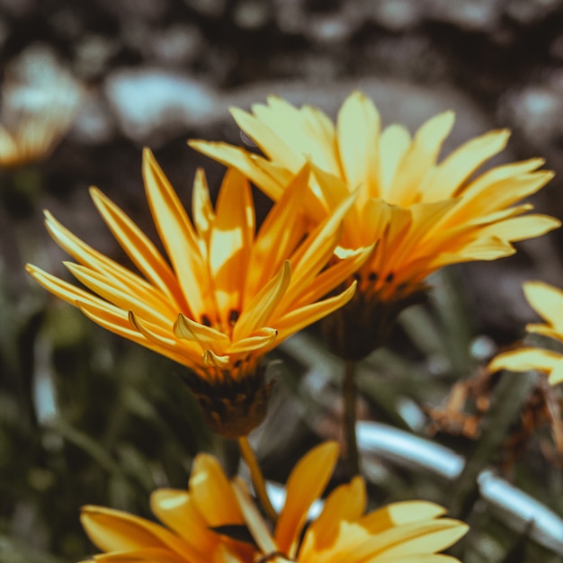 Coup de mise au point sélective de fleurs jaunes de gatsaniya