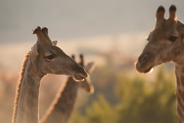 Coup de mise au point sélective d'une girafe près d'autres girafes au milieu de la forêt