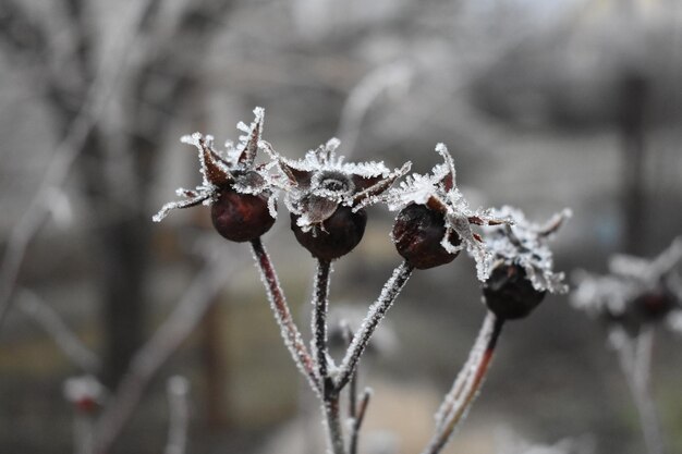 Coup de mise au point sélective de givre sur les cynorhodons