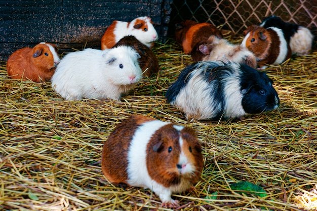 Coup de mise au point sélective de hamsters marchant sur le sol