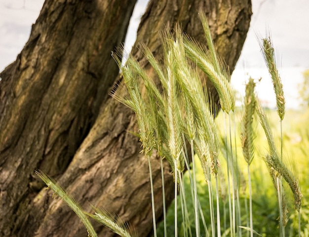 Coup de mise au point sélective d'herbe dans le domaine