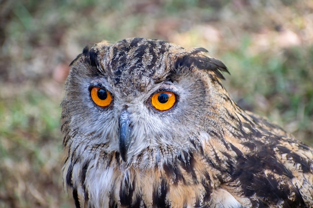 Coup de mise au point sélective d'un hibou brun et noir assis dans un champ herbeux