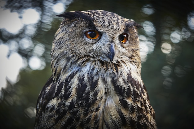 Coup de mise au point sélective d'un hibou