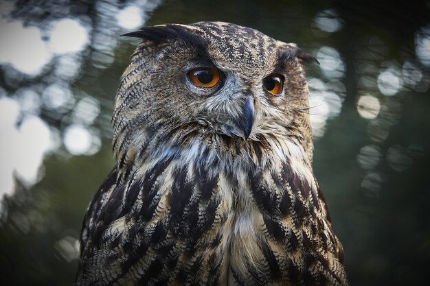 Coup de mise au point sélective d'un hibou