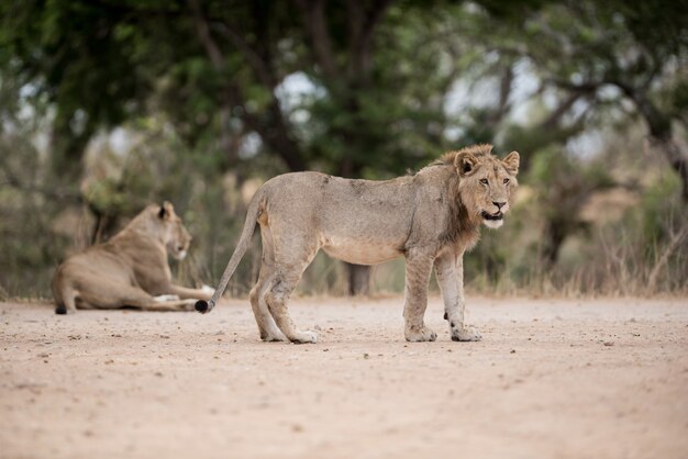 Coup de mise au point sélective d'un jeune lion mâle debout sur le sol