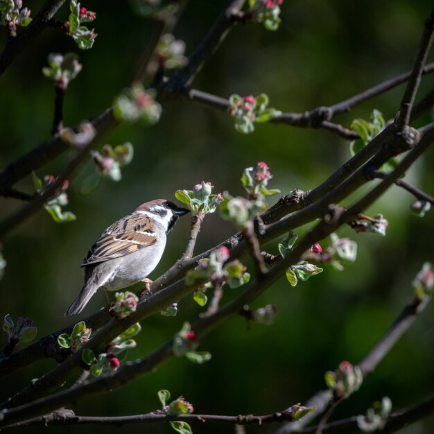 Coup de mise au point sélective d'un kingbird sur une branche d'arbre