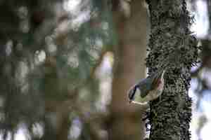 Photo gratuite coup de mise au point sélective d'un kingbird sur une branche d'arbre