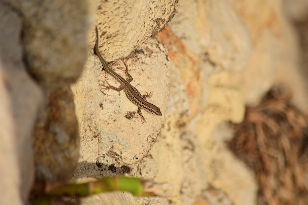 Photo gratuite coup de mise au point sélective de lézard des murs maltais dans les îles maltaises