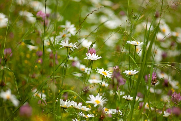 Coup de mise au point sélective d'une marguerite sur le terrain