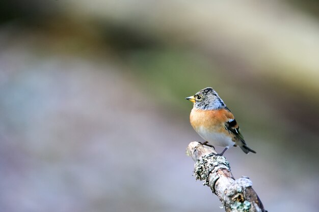 Coup de mise au point sélective d'un mignon oiseau brambling assis sur un bâton en bois avec un arrière-plan flou