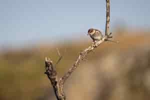 Photo gratuite coup de mise au point sélective d'un moineau espagnol sur une branche