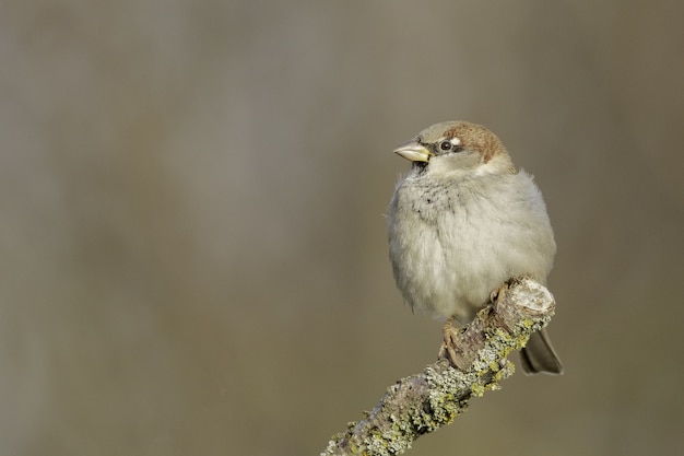 Coup de mise au point sélective d'un moineau perché sur une branche