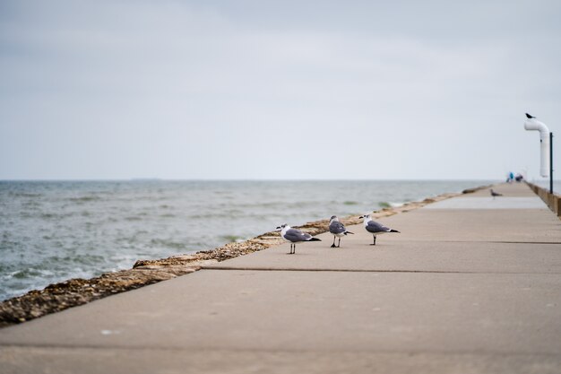 Coup de mise au point sélective de mouettes sur la passerelle à côté d'une plage