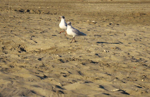 Coup de mise au point sélective de mouettes sur la plage