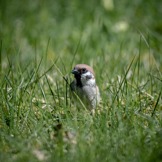 Coup de mise au point sélective d'un oiseau royal sur un sol d'herbe verte