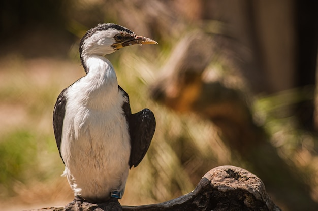 Coup de mise au point sélective d'un petit cormoran pied