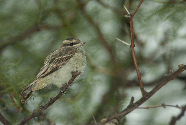 Coup de mise au point sélective d'un petit moineau assis sur la branche d'un arbre