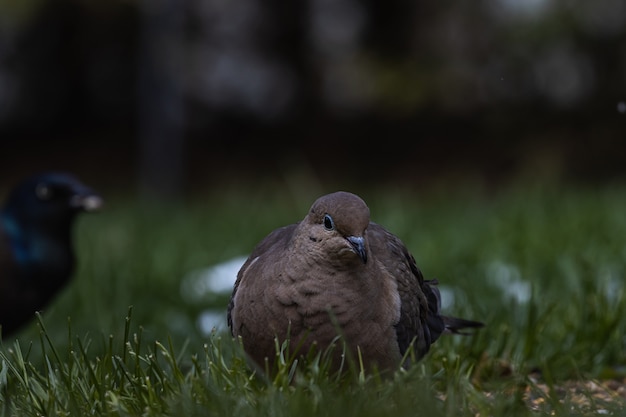 Coup de mise au point sélective d'un pigeon et d'un corbeau sur le terrain couvert d'herbe