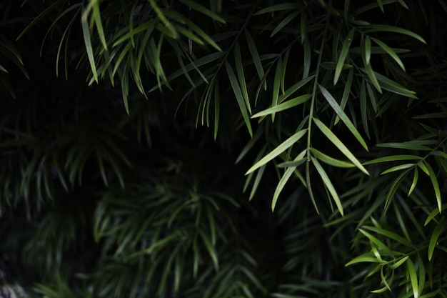 Coup de mise au point sélective de plantes à feuilles vertes