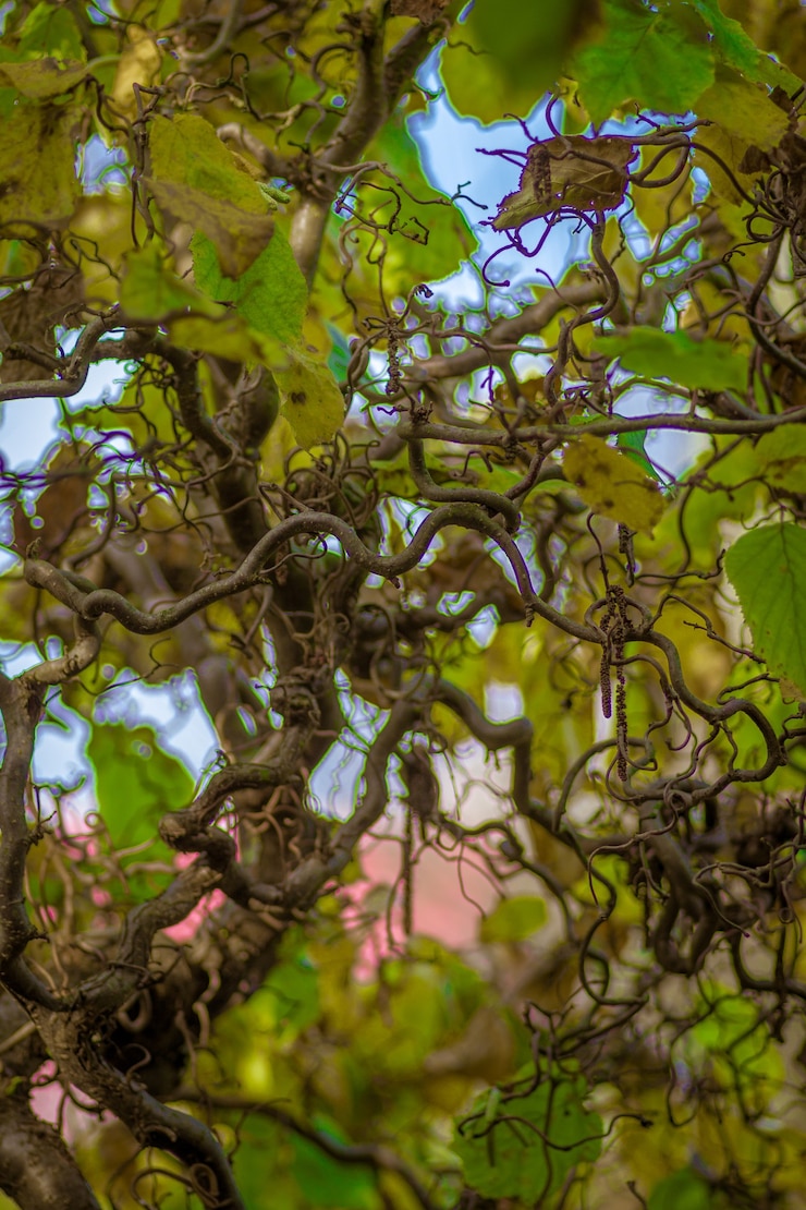 Photo gratuit coup de mise au point sélective de plants de vigne rampant sur un arbre