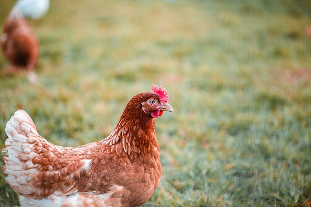 Coup de mise au point sélective d'un poulet sur l'herbe à la ferme