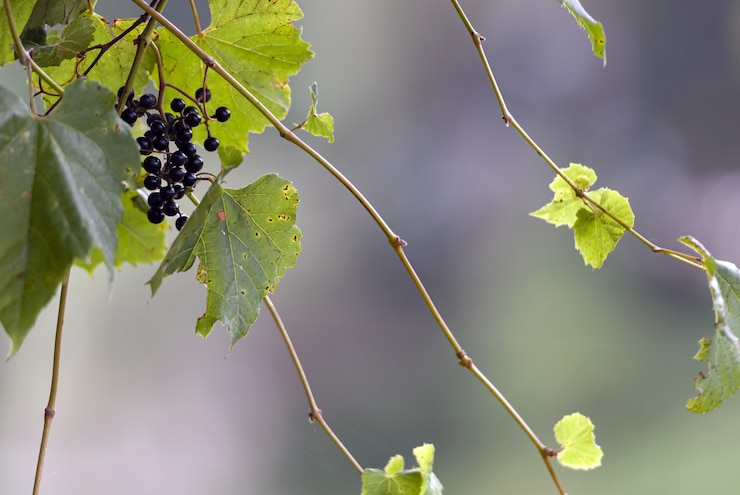 Photo gratuit coup de mise au point sélective de raisin sur les branches