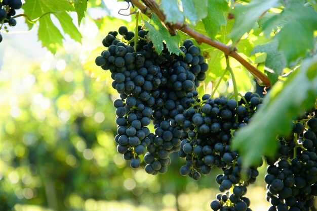 Coup de mise au point sélective de raisins juteux mûrs frais poussant sur des branches dans un vignoble