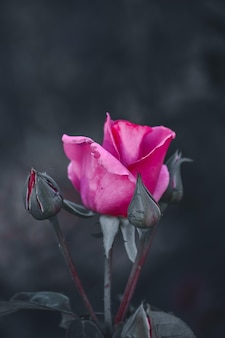Coup de mise au point sélective de rose rose dans le jardin